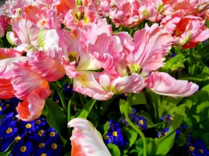 Tulipa 'Apricot Parrot'
