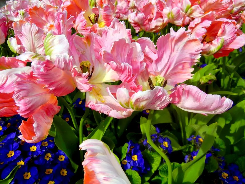 Tulipa 'Apricot Parrot'