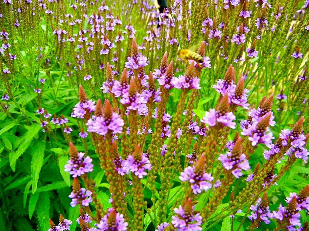 Verbena hastata