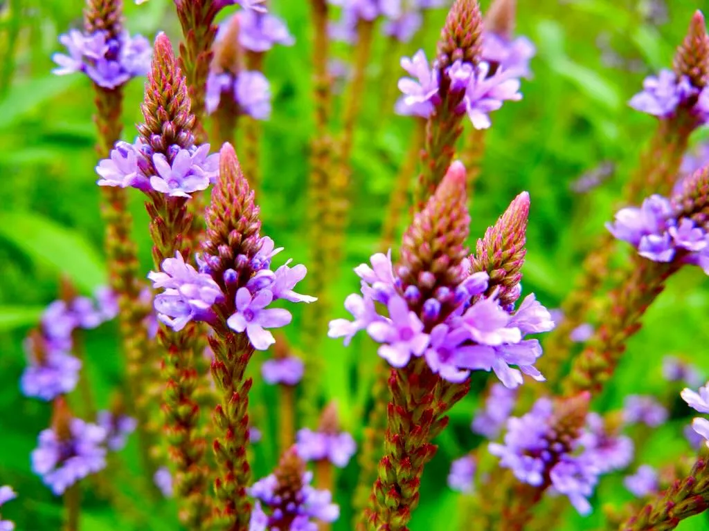 Verbena hastata