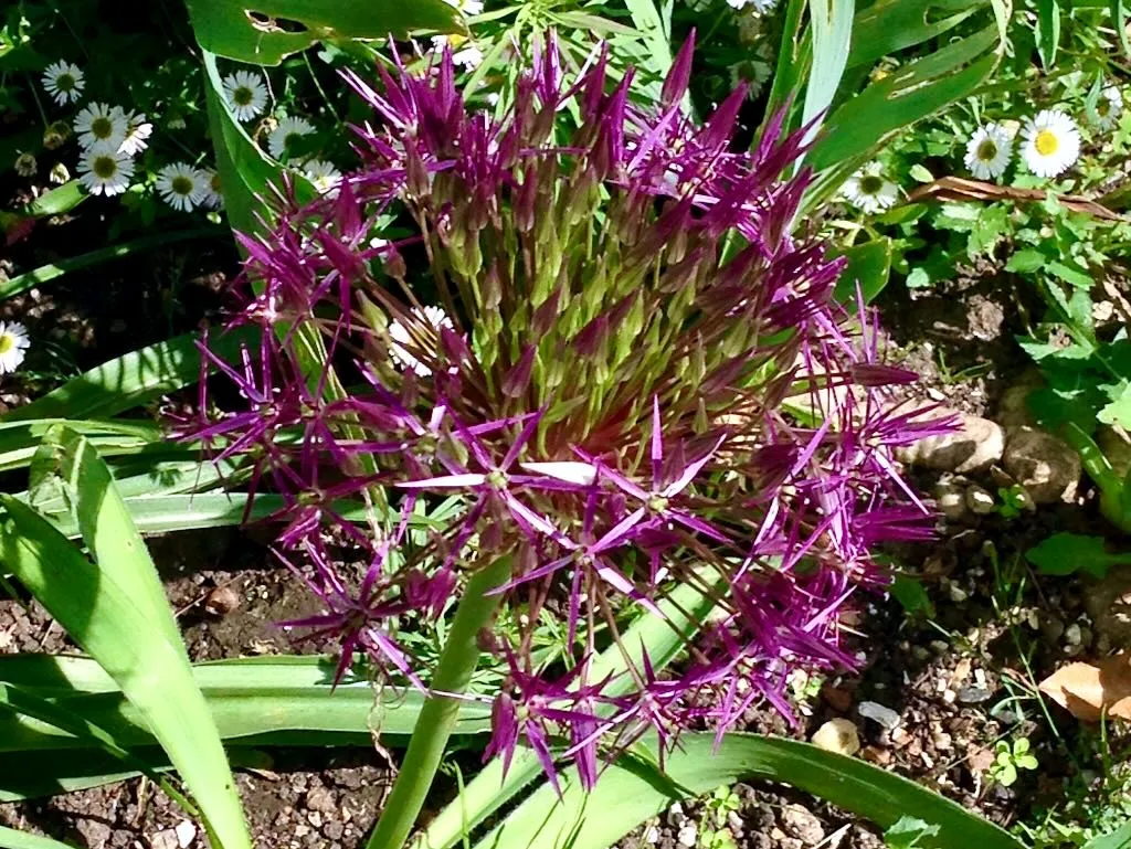 Allium cristophii