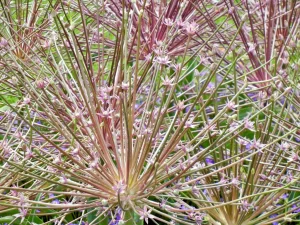 Allium schubertii