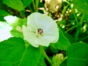 Althaea officinalis