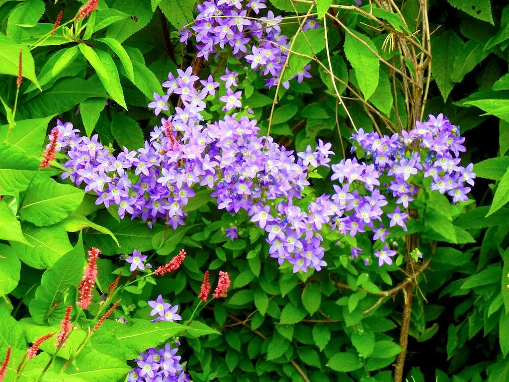 Campanula lactiflora'Superba'