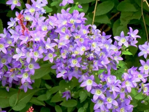 Campanula lactiflora 'Superba'