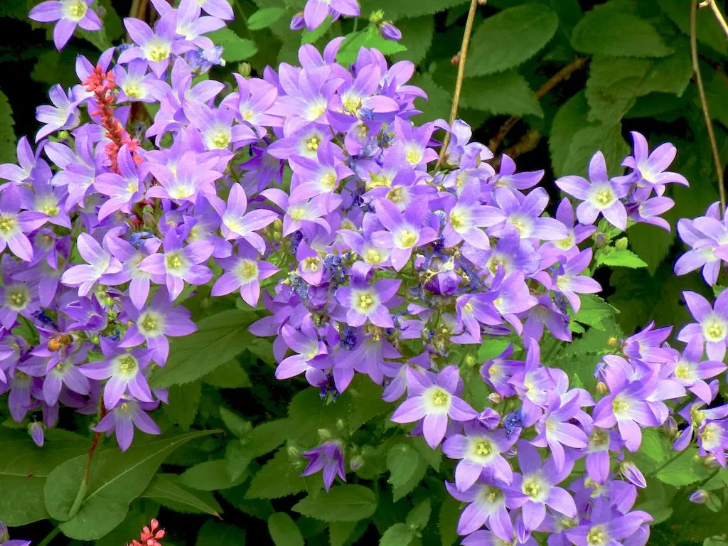 Campanula lactiflora 'Superba'