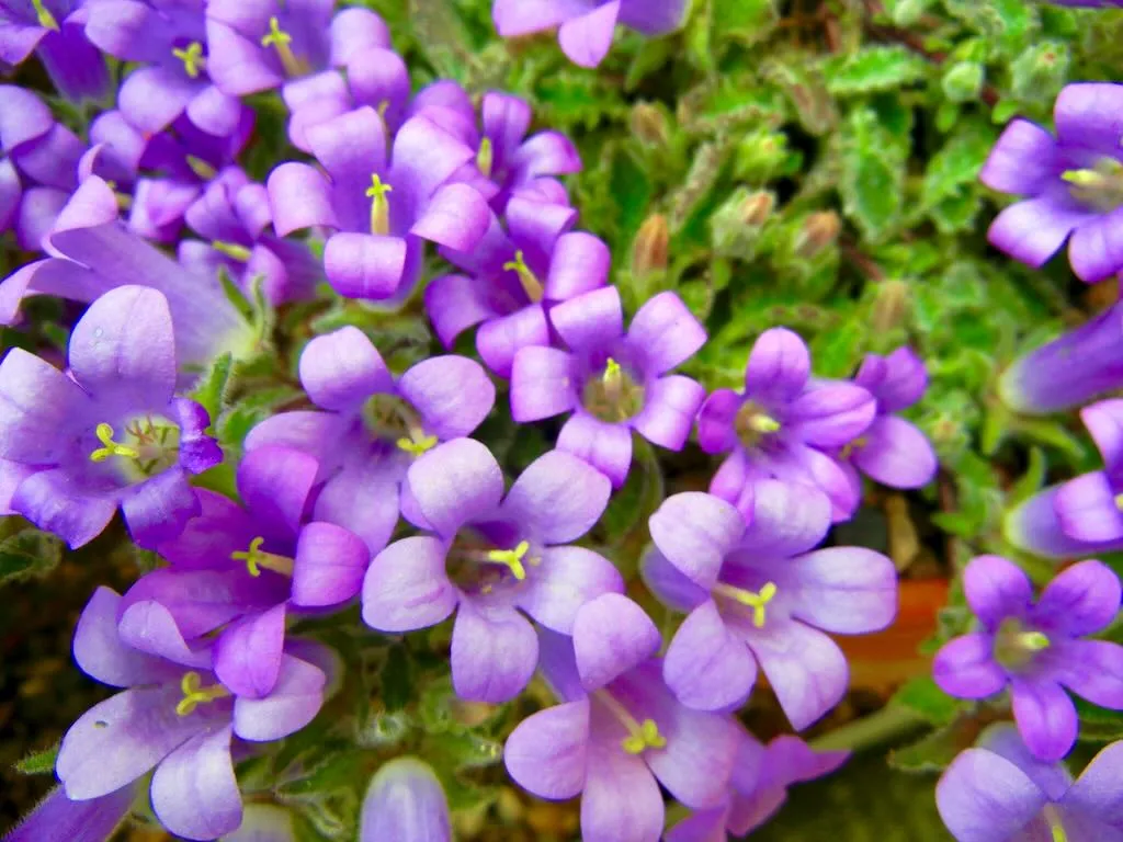 Campanula thessala - Online Flower Garden Campanula thessala