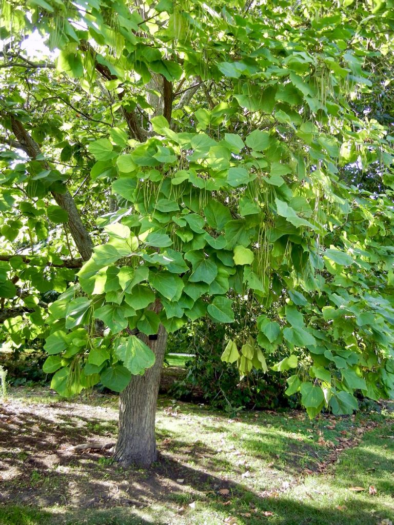Catalpa ovata-1 - Online Flower Garden Catalpa ovata or Yellow Catalpa