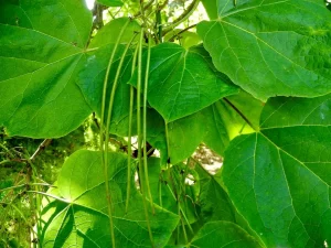 Catalpa ovata or Yellow Catalpa