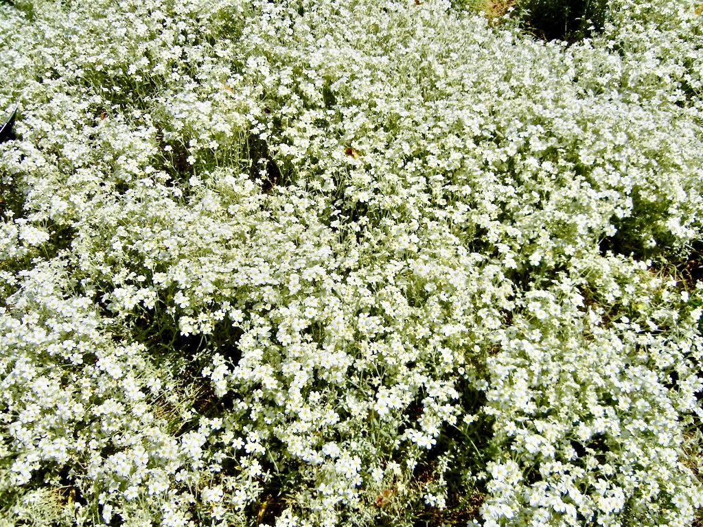 Cerastium candidissimum-1 - Online Flower Garden Cerastium candidissimum