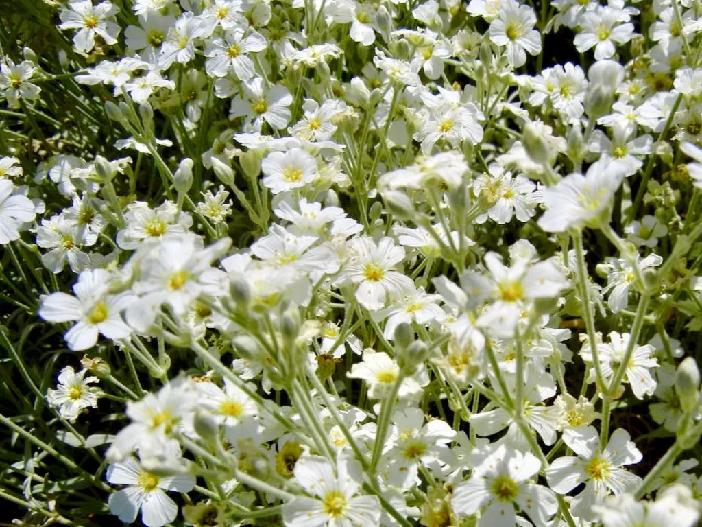 Cerastium candidissimum - Online Flower Garden Cerastium candidissimum