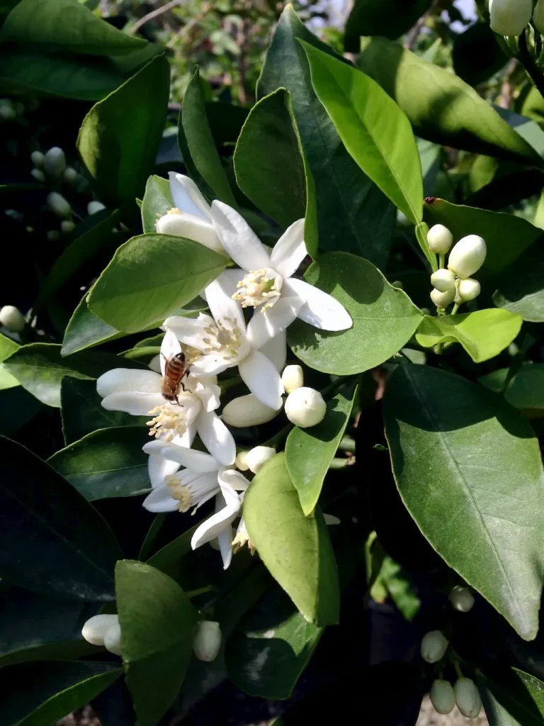 Citrus sinensis'Cara Cara'