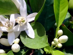Citrus sinensis 'Cara Cara'