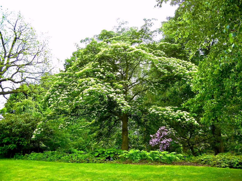 Cornus controversa
