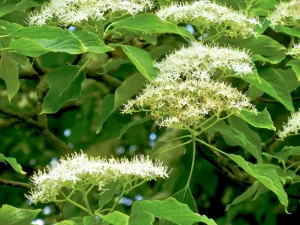 Cornus controversa