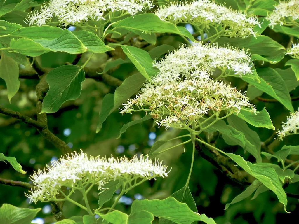 Cornus controversa
