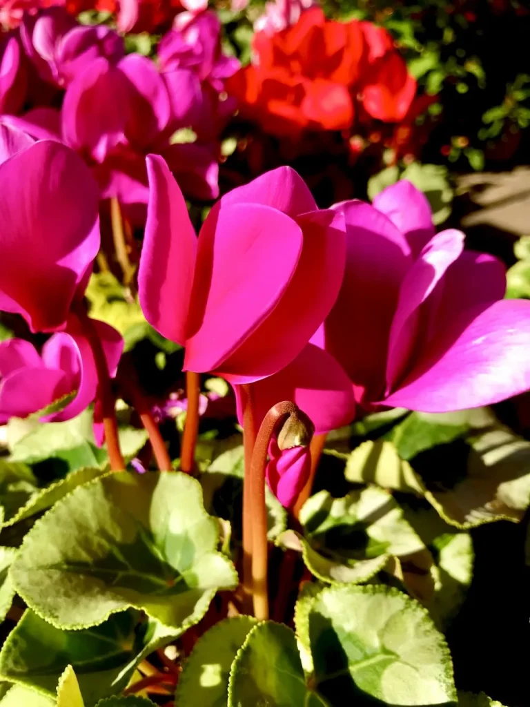 Cyclamen Winter Ice Purple-1 - Online Flower Garden Cyclamen 'Winter Ice™ Purple'