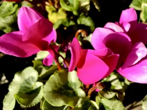 Cyclamen 'Winter Ice™ Purple'