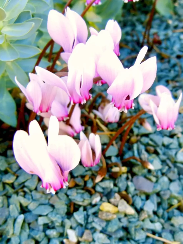 Cyclamen africanum