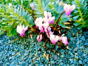 Cyclamen africanum