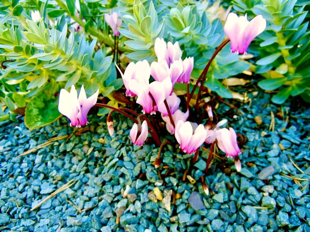 Cyclamen africanum