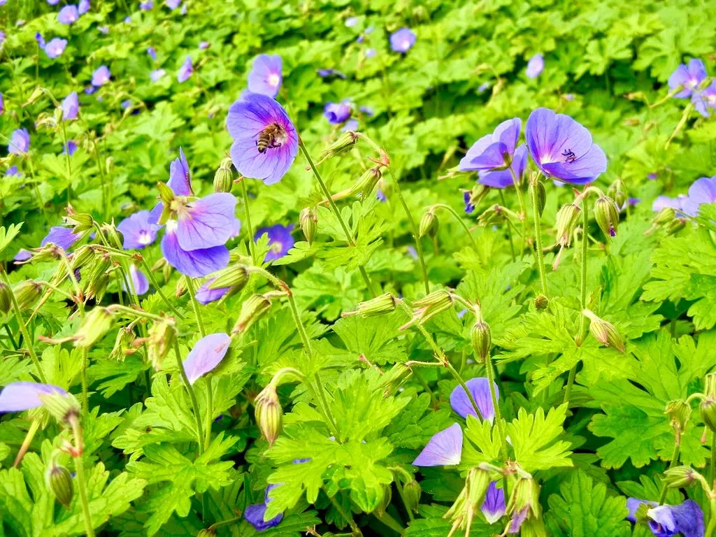 Geranium himalayense