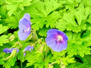 Geranium himalayense