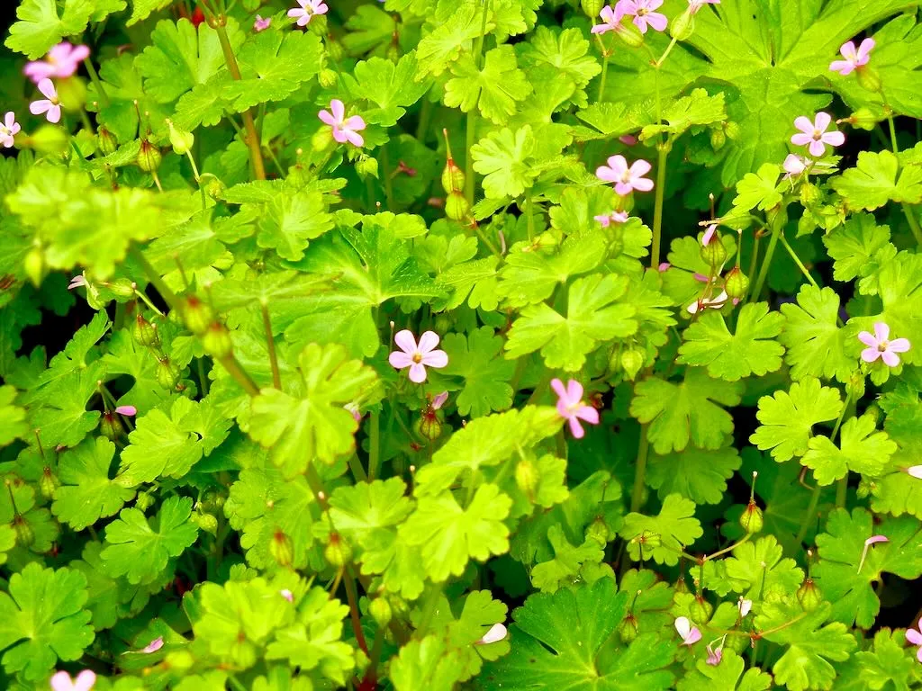 Geranium lucidum