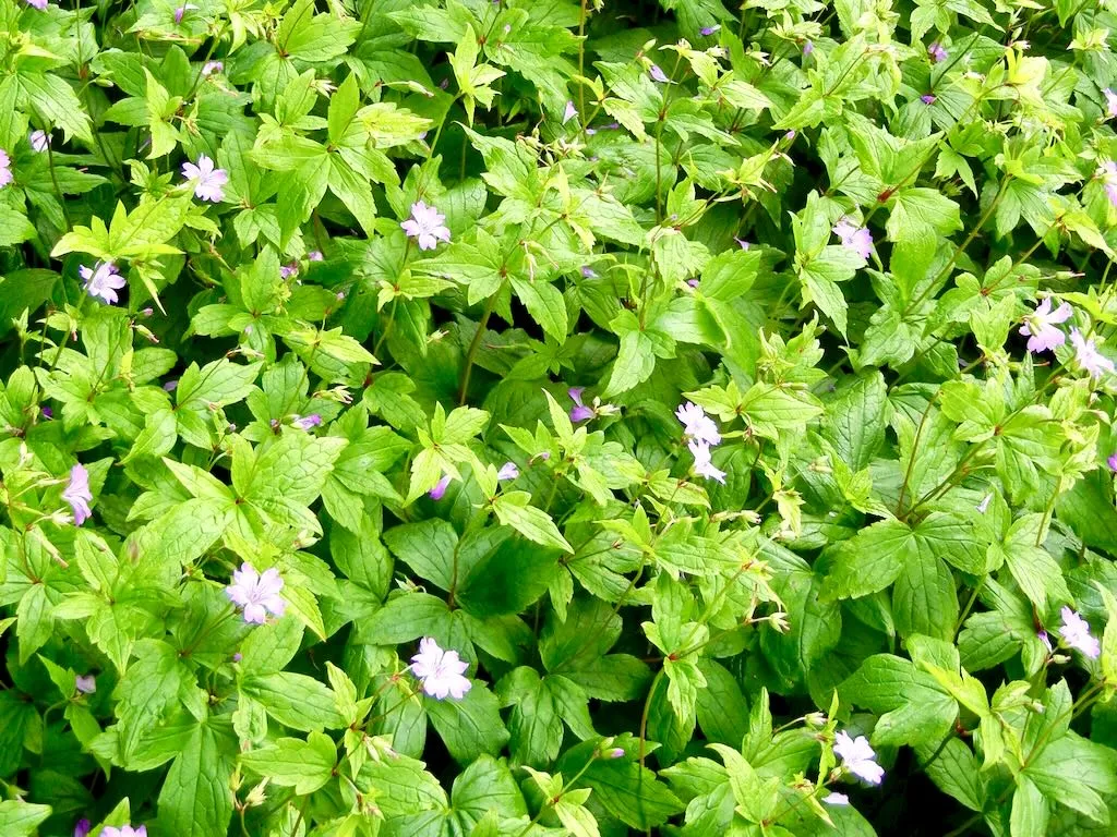 Geranium nodosum-1 - Online Flower Garden Geranium nodosum