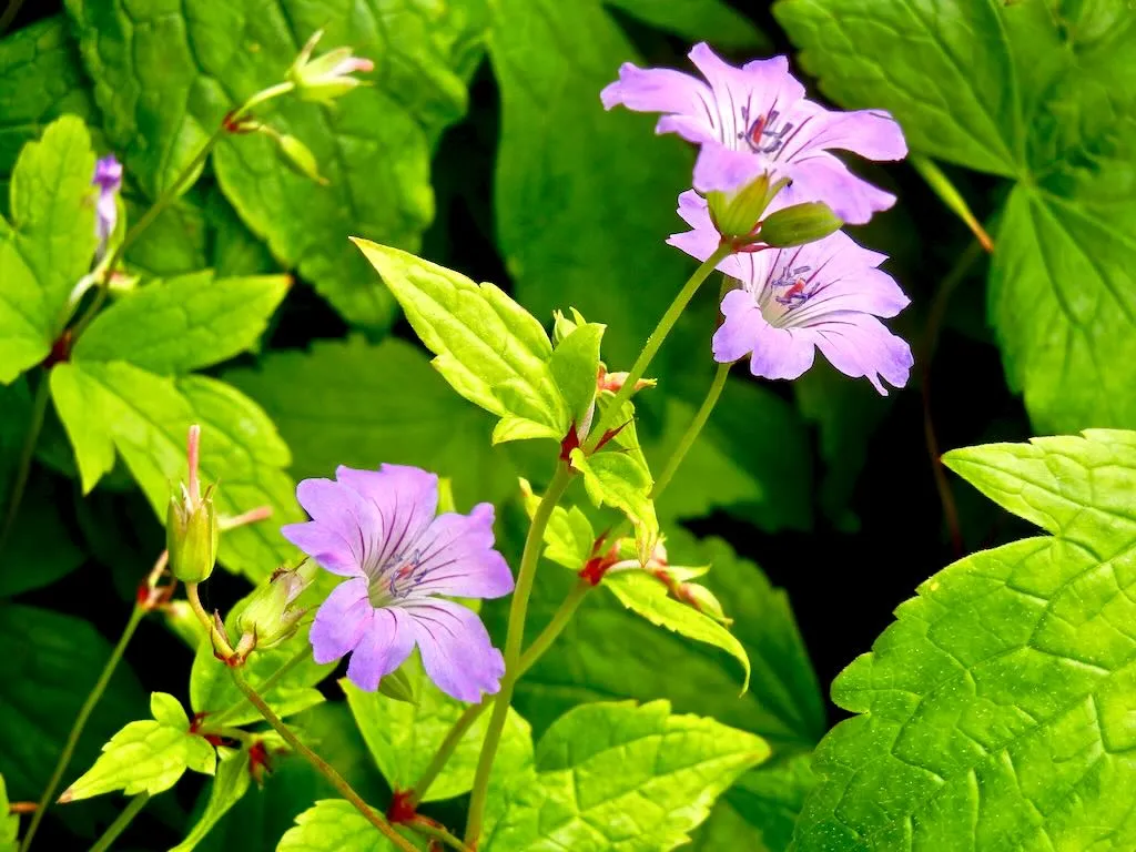 Geranium nodosum - Online Flower Garden Geranium nodosum