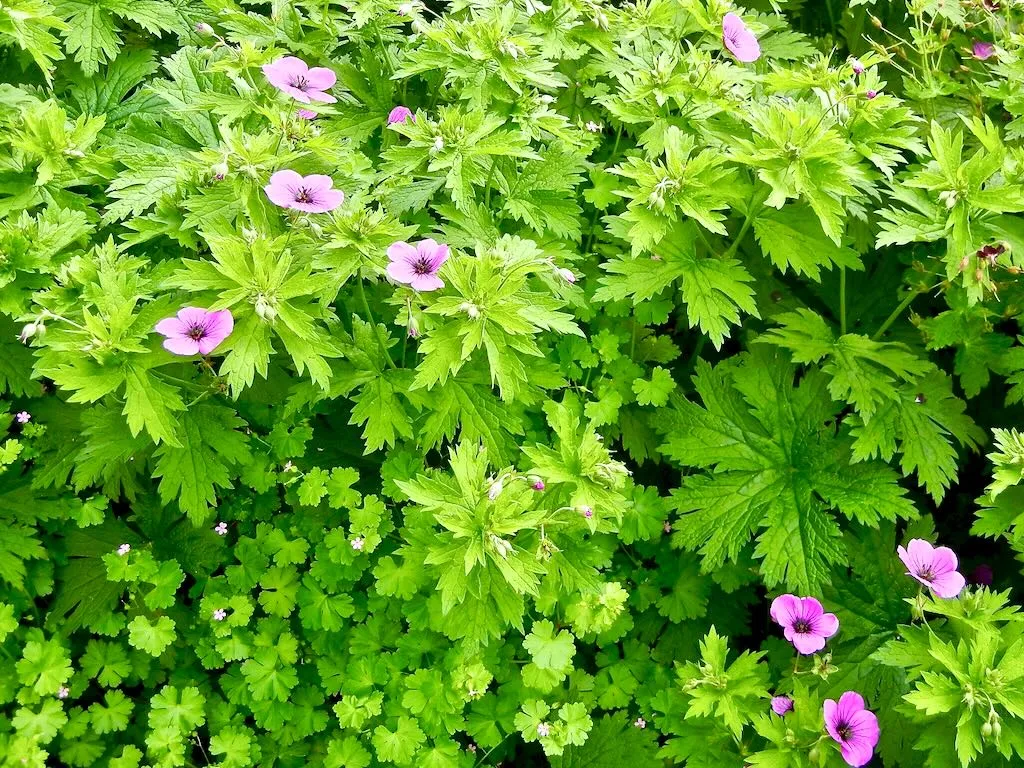 Geranium psilostemon-1 - Online Flower Garden Geranium psilostemon or Armenian Cranesbill