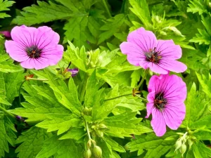 Geranium psilostemon or Armenian Cranesbill