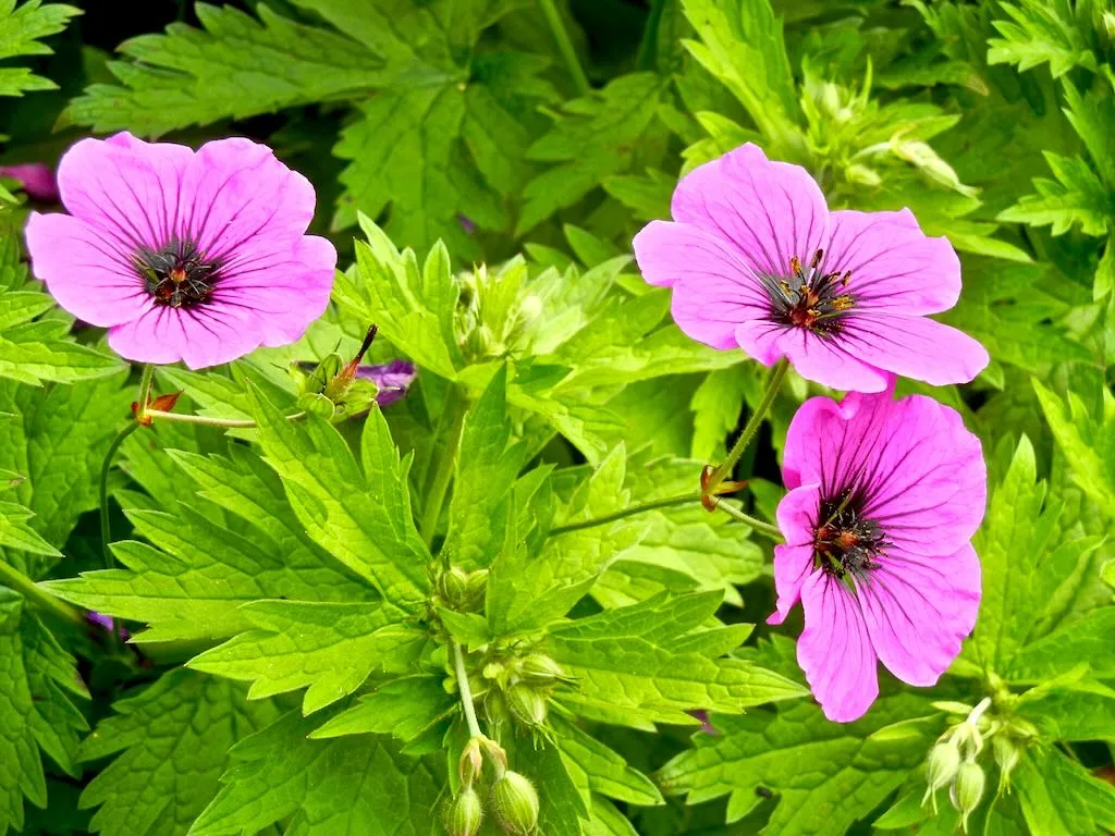 Geranium psilostemon - Online Flower Garden Geranium psilostemon or Armenian Cranesbill