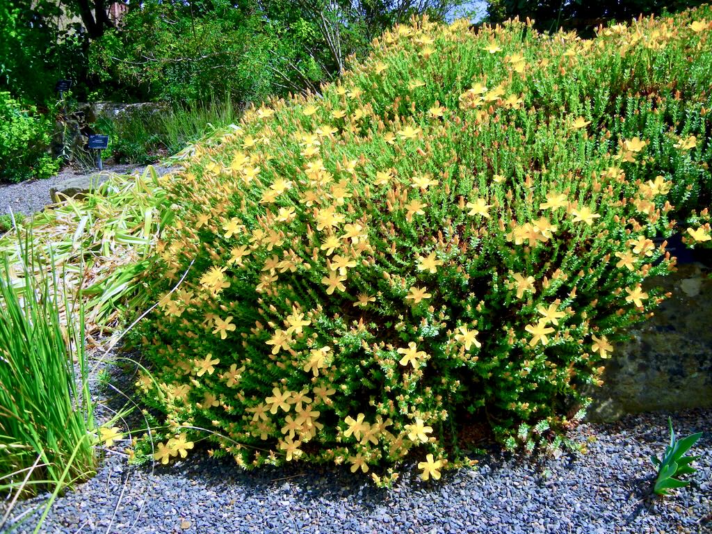 Hypericum olympicum-1 - Online Flower Garden Hypericum olympicum