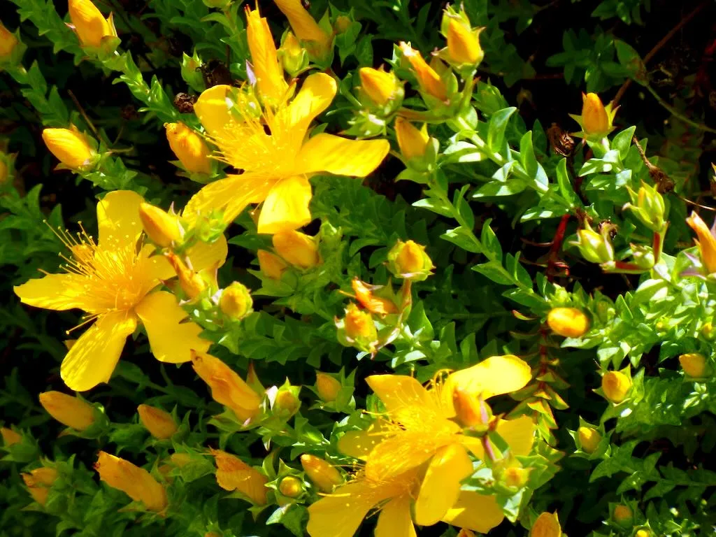 Hypericum olympicum - Online Flower Garden Hypericum olympicum
