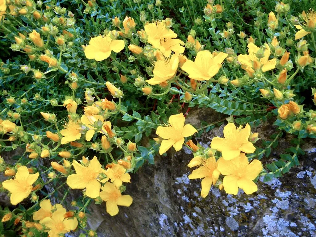 Hypericum polyphyllum