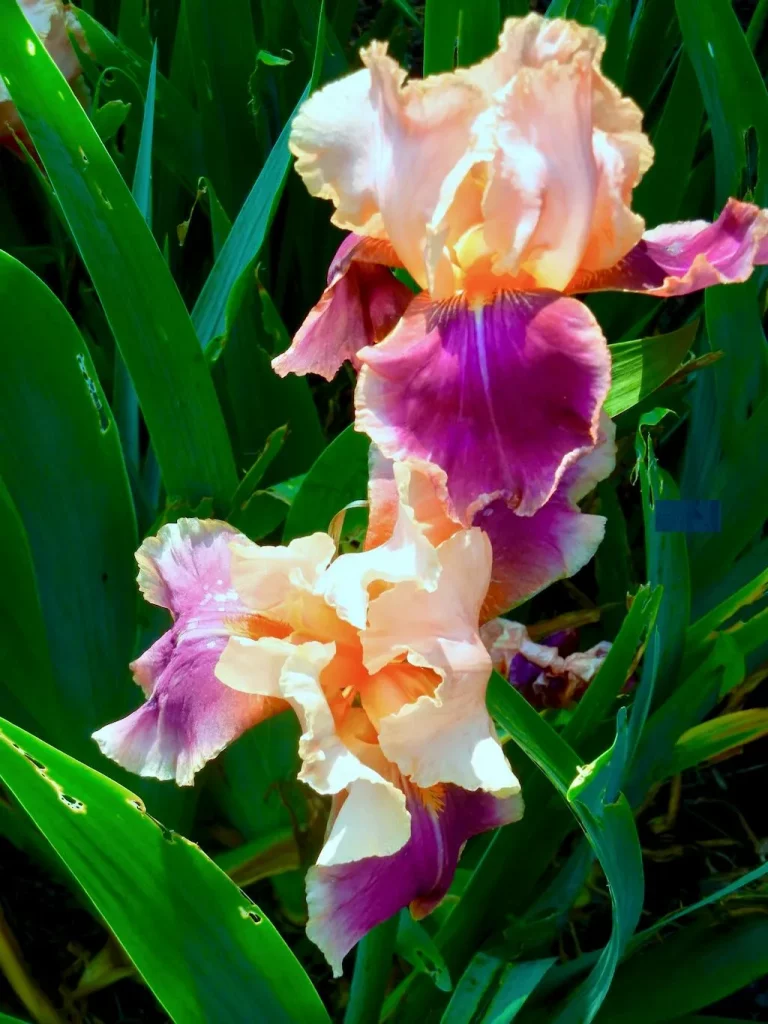 Iris'Trillion'