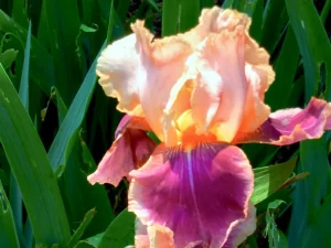 Iris 'Trillion'