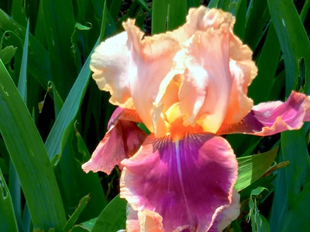 Iris Trillion - Online Flower Garden Iris'Trillion'