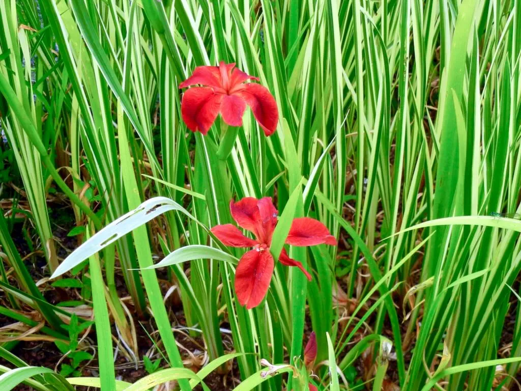 Iris fulva