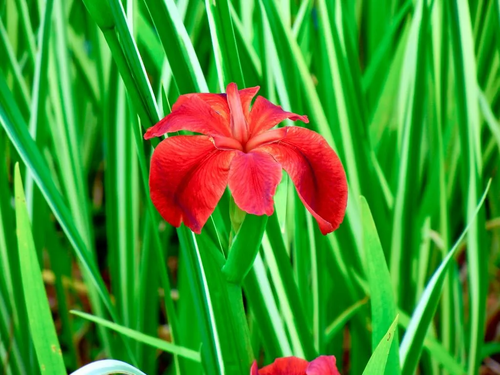 Iris fulva - Online Flower Garden Iris fulva