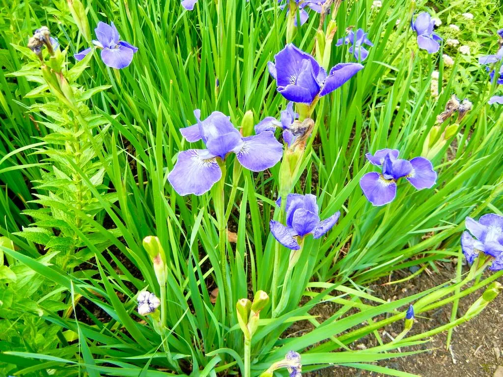 Iris sibirica or Siberian Iris