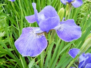 Iris sibirica or Siberian Iris
