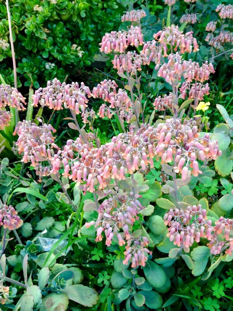 Kalanchoe laxiflora