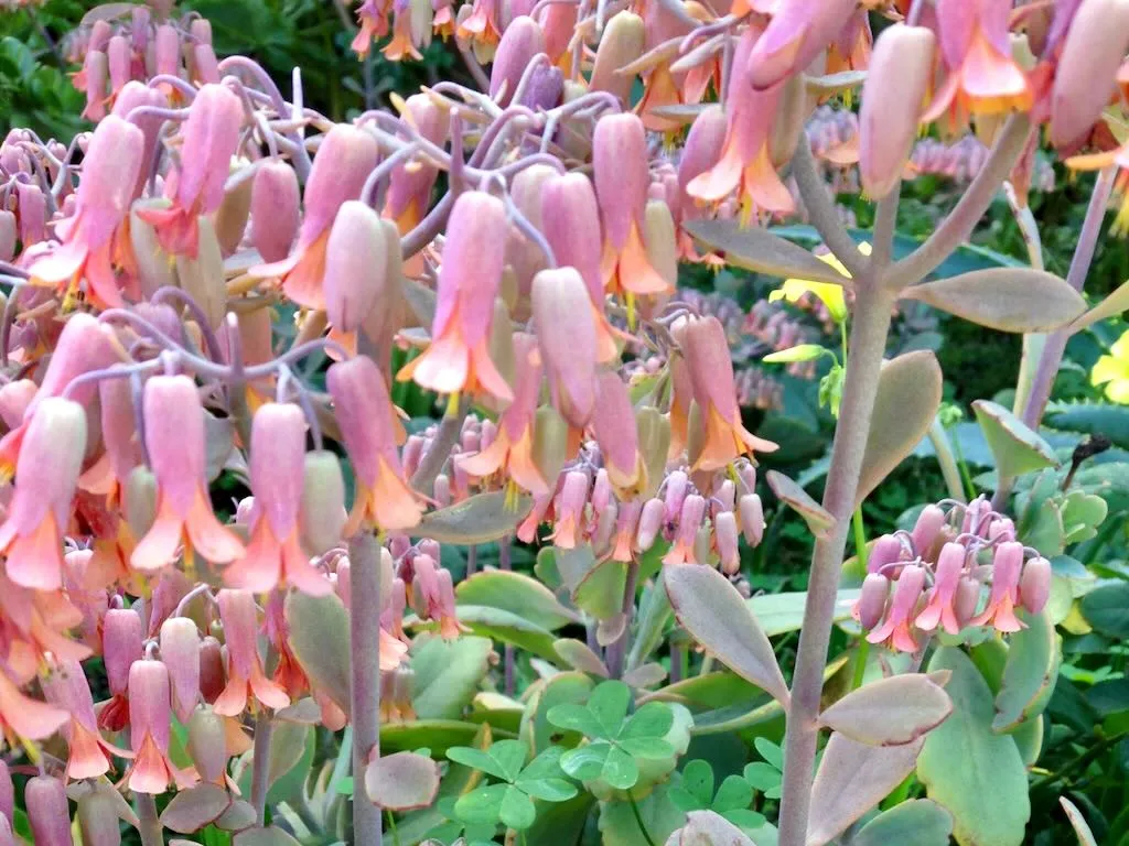 Kalanchoe laxiflora
