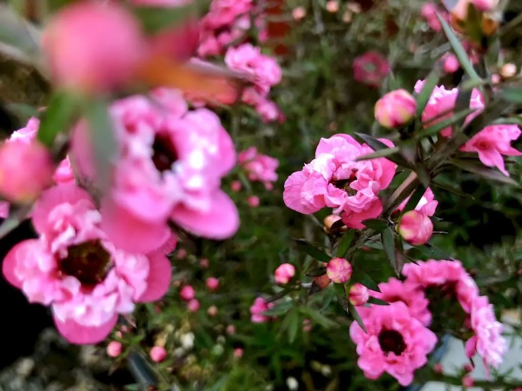 Leptospermum scoparium'Gaiety Girl'
