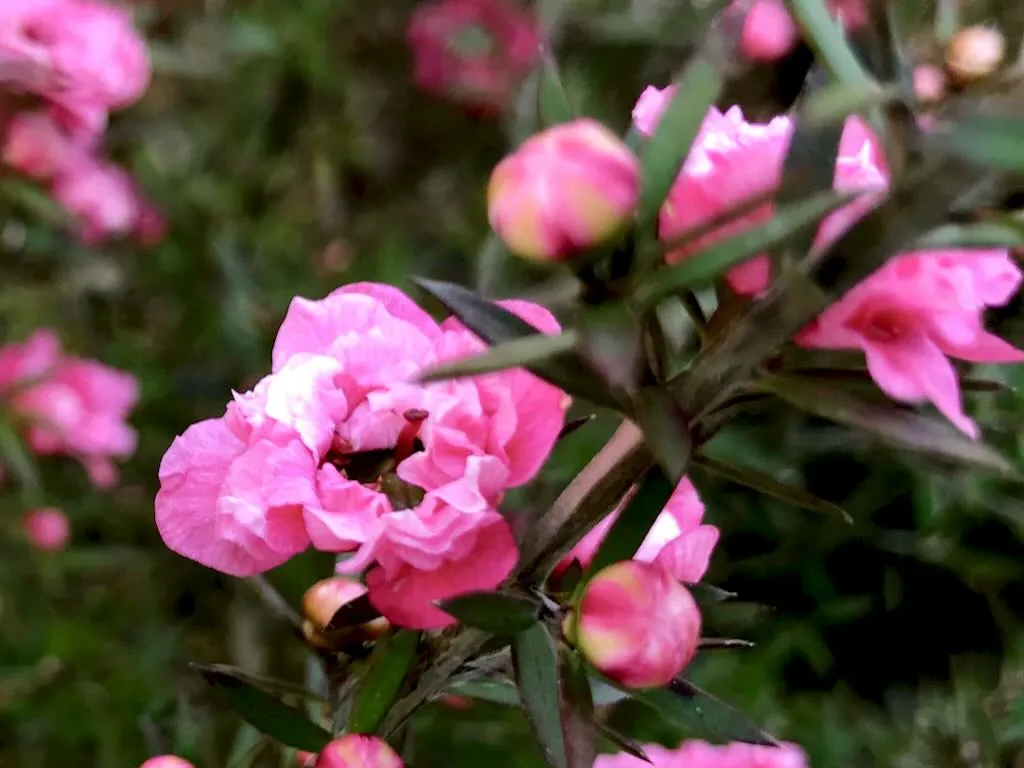 Leptospermum scoparium 'Gaiety Girl'