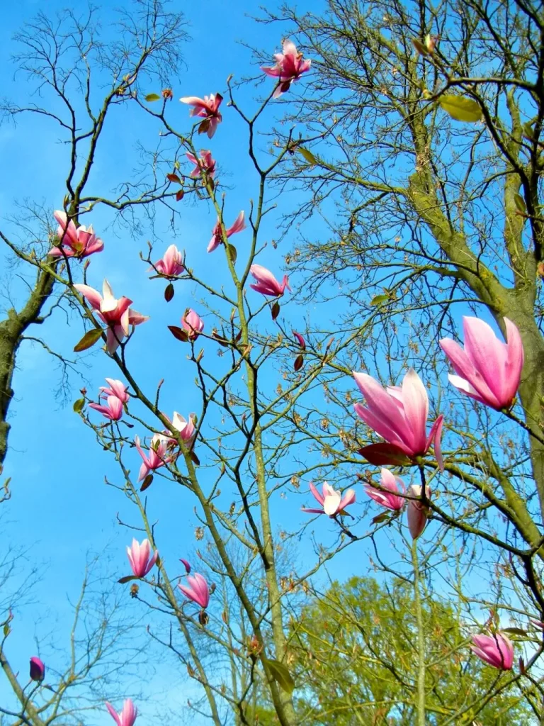 Magnolia'Spectrum'