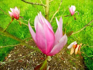 Magnolia 'Spectrum'
