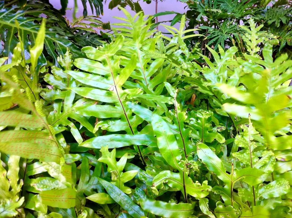Microsorum scolopendria or Phymatosorus scolopendria